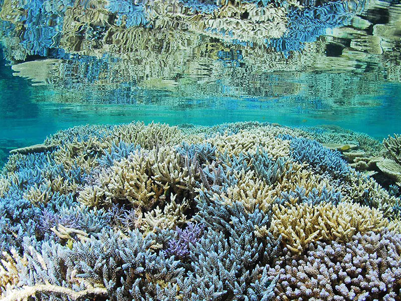 西表島の珊瑚