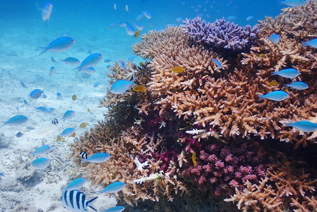 サンゴとデバスズメダイ