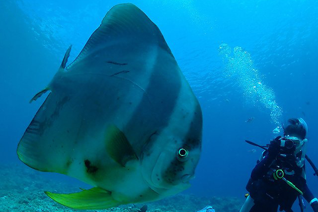 間近でツバメウオ