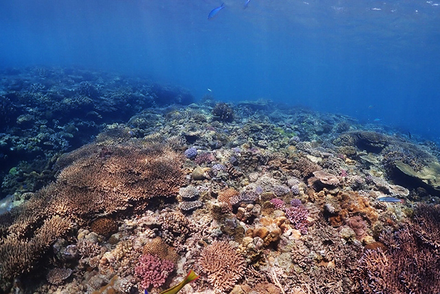 一面の珊瑚