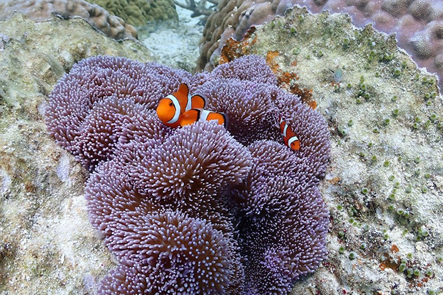 カクレクマノミと紫のイソギンチャク