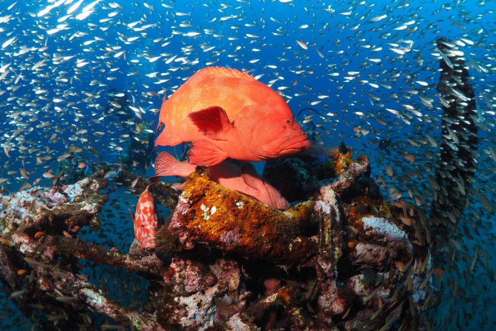 世界遺産 屋久島