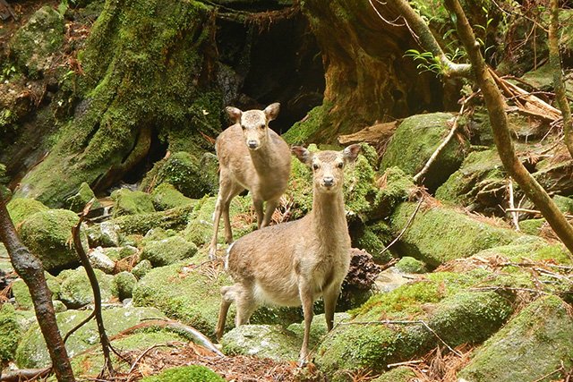 かわいい子鹿にも出会えるかも