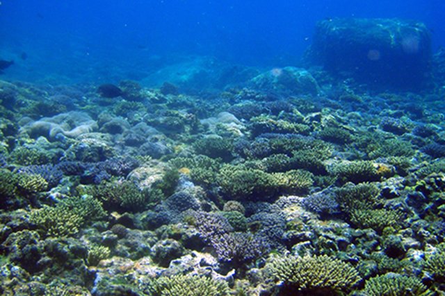 豊かなサンゴたち