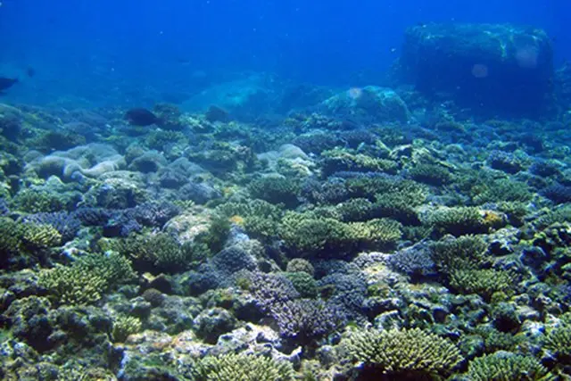 世界遺産 鹿児島 屋久島 | パパラギダイビングスクールでダイビング