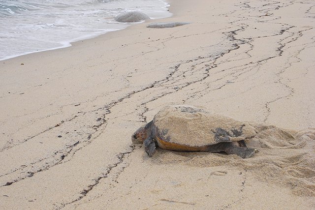 ウミガメの産卵がみられることも