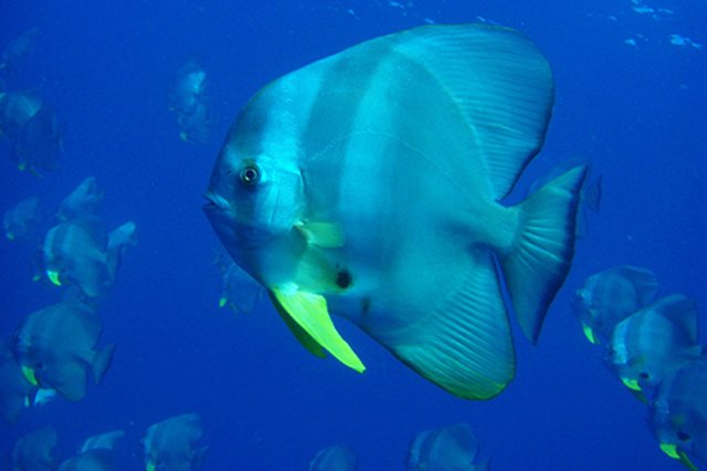 ツバメウオの大群