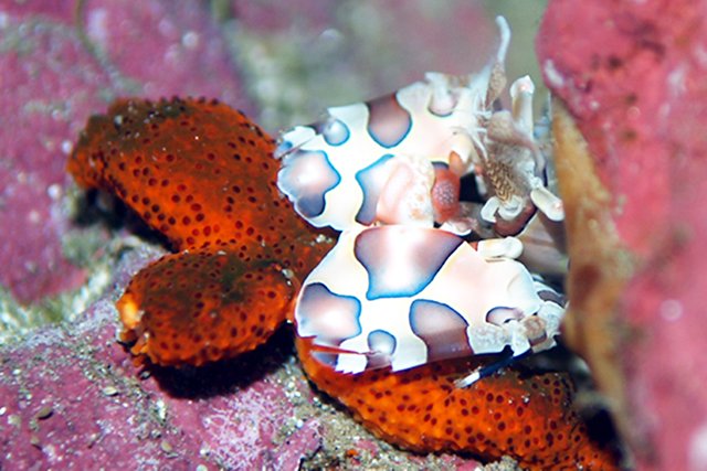 レアなマクロ生物も