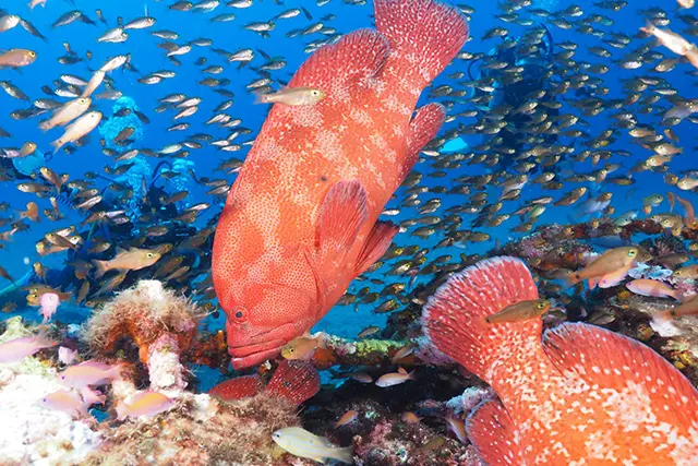 世界遺産 鹿児島 屋久島 | パパラギダイビングスクールでダイビング