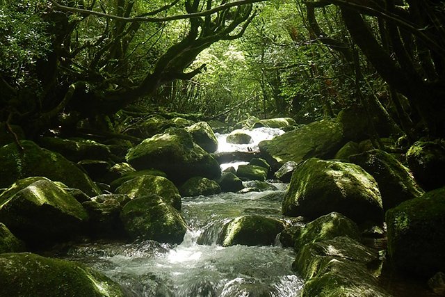 まさにもののけ姫の世界観