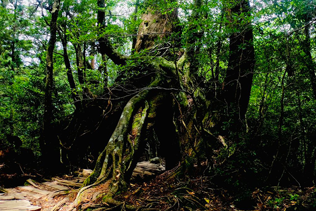 苔むした神聖な森