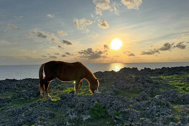 よなぐにうまと夕日