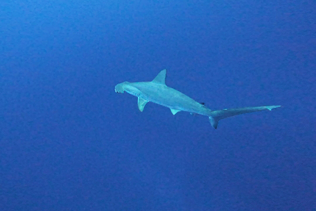 ハンマーヘッドシャーク