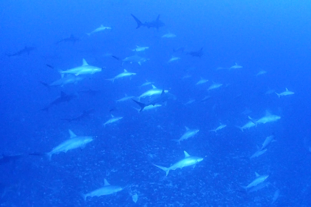 ダイバー憧れのハンマーヘッドシャークの群れ
