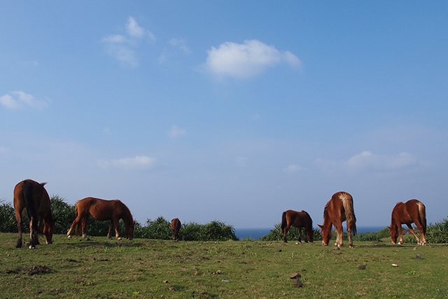 よなぐにうまがのんびり