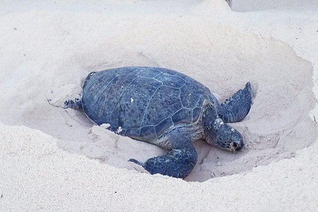 ウミガメの産卵がみられることも