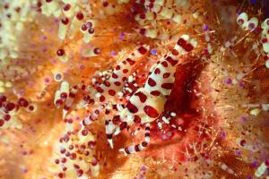 アニラオ&emsp;'25/3/8〜3/11&emsp;伊藤