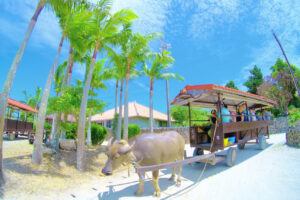 西表島&emsp;'25/6/12〜15&emsp;井上