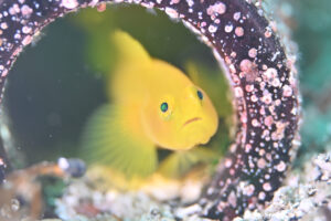 四国愛南&emsp;'25/6/16〜18&emsp;伊東