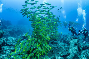 小笠原父島&emsp;'25/8/5～10&emsp;矢野