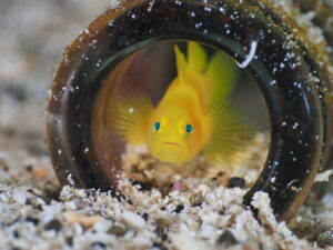 四国愛南&emsp;'25/10/24〜26&emsp;渡邊