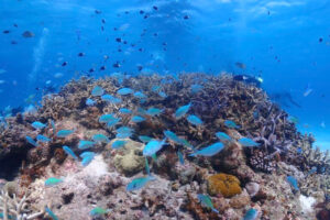 渡嘉敷島&emsp;'25/11/1〜4&emsp;山田