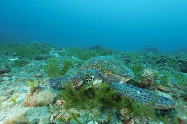 世界遺産 鹿児島 屋久島 | パパラギダイビングスクールでダイビング