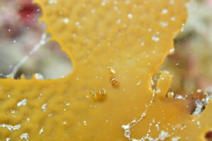 鳥取県 田後&emsp;'26/3/28〜29&emsp;渡邊