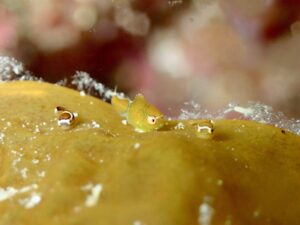 鳥取県 田後&emsp;'26/3/24〜25&emsp;井山