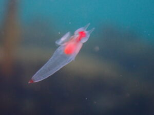 知床流氷&emsp;'26/2/20〜23&emsp;山本、林