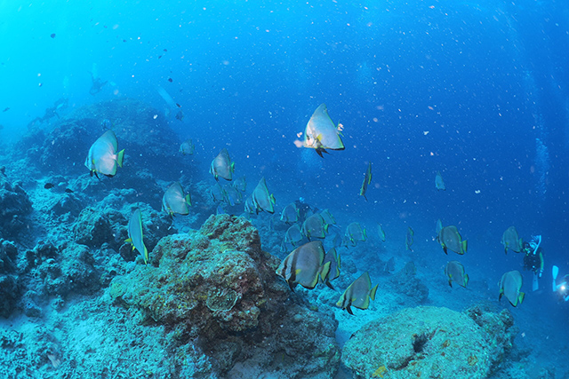 アカククリの成魚大群