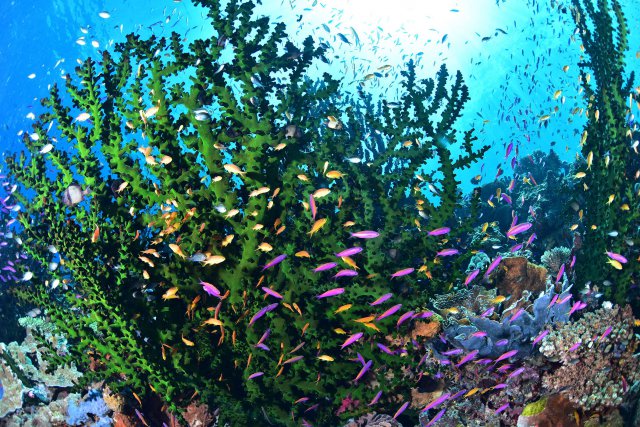 パプアニューギニア アロタウ