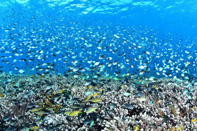 圧倒的な数の魚の群れ