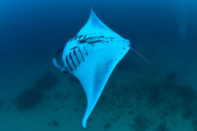 宙返りするマンタ