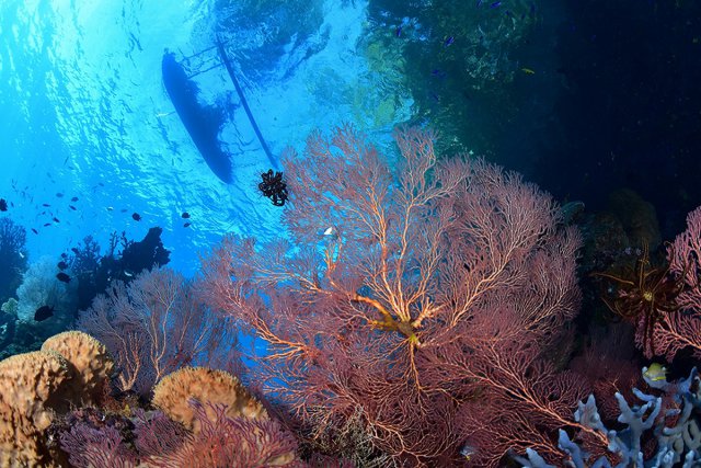 ウミウチワとダイビングボート