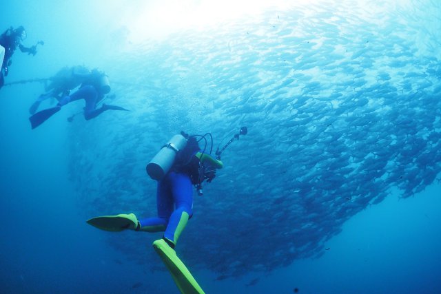 もちろんワイドも！ギンガメの群れ