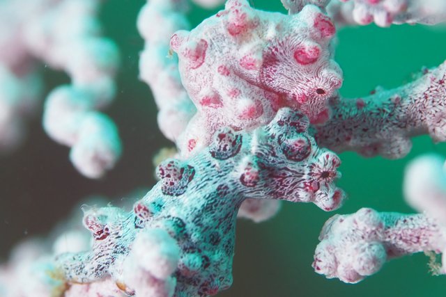 極小タツのピグミーシーホース ペア