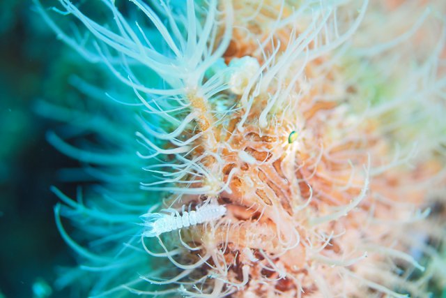 ヘアリーフロッグフィッシュ