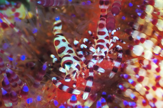 大人気のコールマンシュリンプ