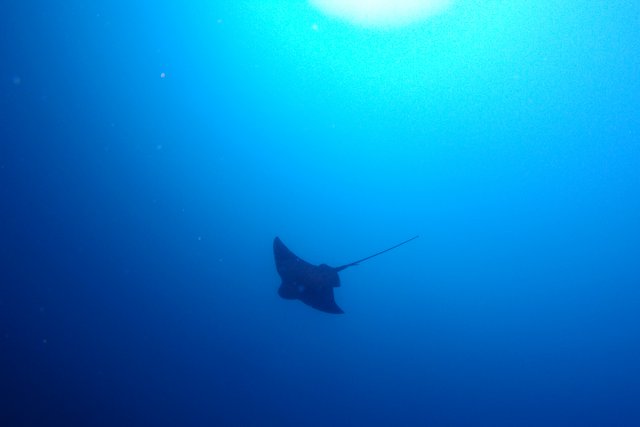 初夏のトビエイ