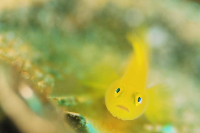 ミジンベニハゼ