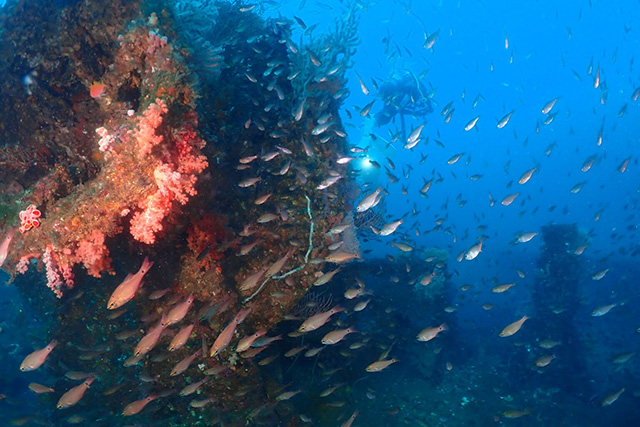 ダイバーと群れ