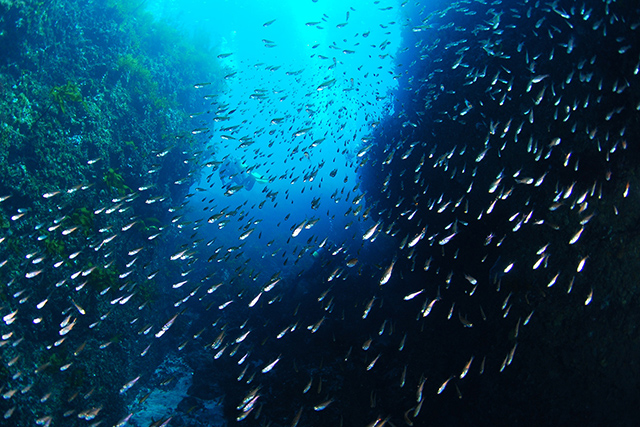 洞窟の入り口の群れ