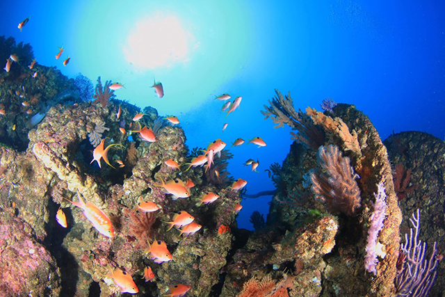 沈船とサクラダイ