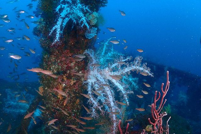 船についた大きなソフトコーラル