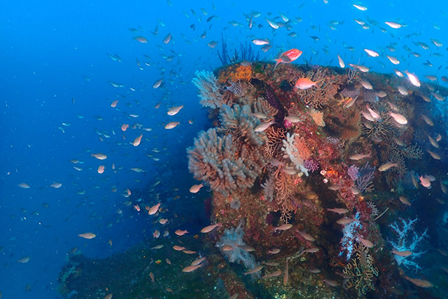 ソフトコーラルと群れ