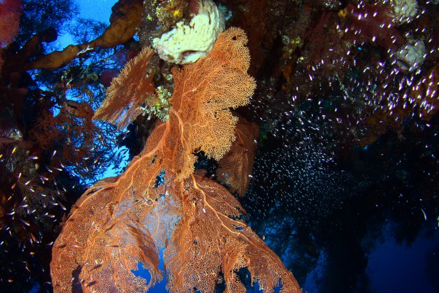 大きなウミウチワと群れ