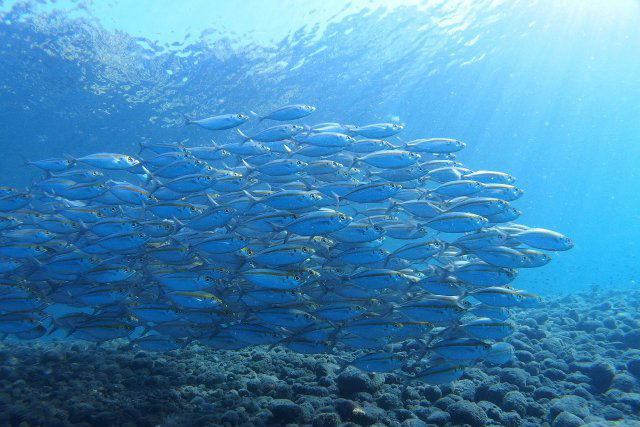 魚の群れと太陽