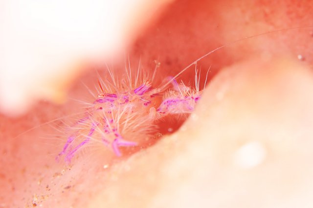 鮮やかなピンクスクワットロブスター