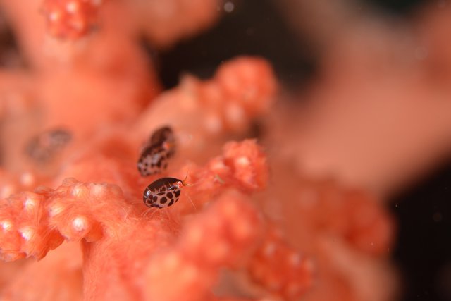 小さーいタルマワシ(ヨコエビ)